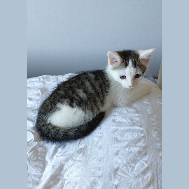 Photo of Frankie