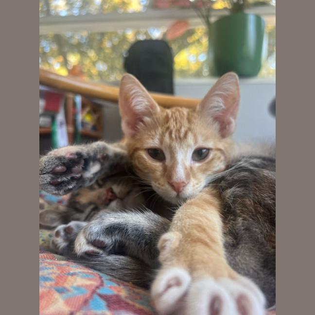 Photo of Valyria Emmie