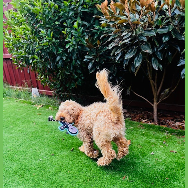 Photo of Cosmo Newhaven