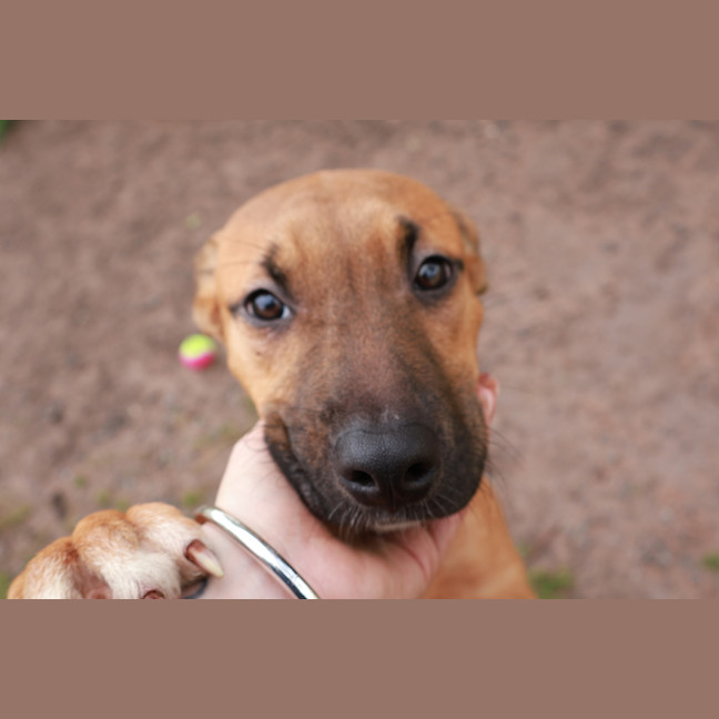 Photo of Honey