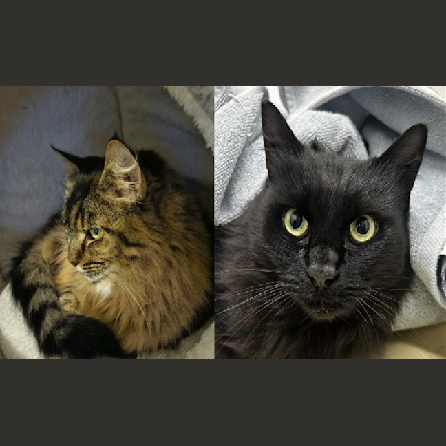 Photo of Cleo (Bonded To Bella)