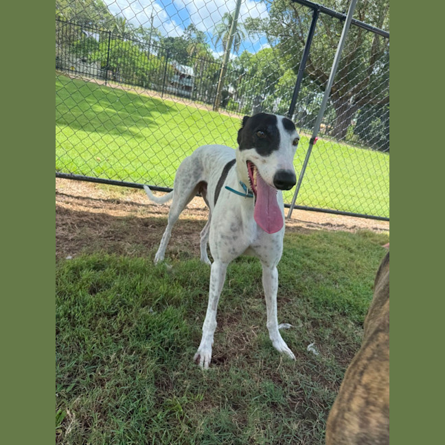Photo of Patch