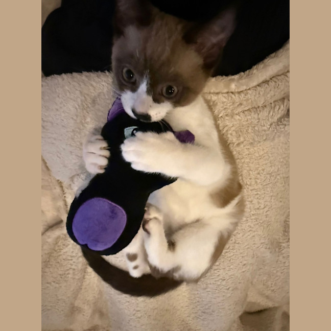 Photo of Queen Carmen And Dylan Penrose 