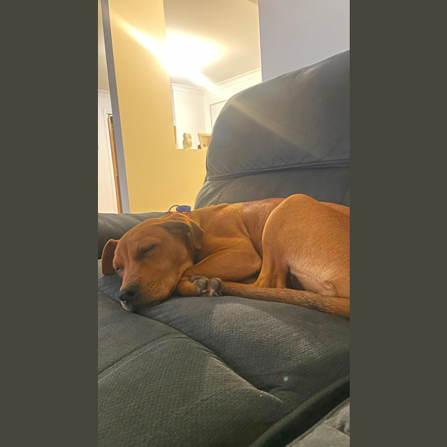 Photo of Amber   4 Month Old Ridgeback X