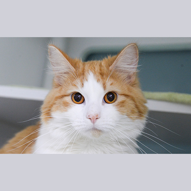 Photo of Brutus