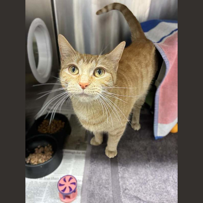 Photo of Honey