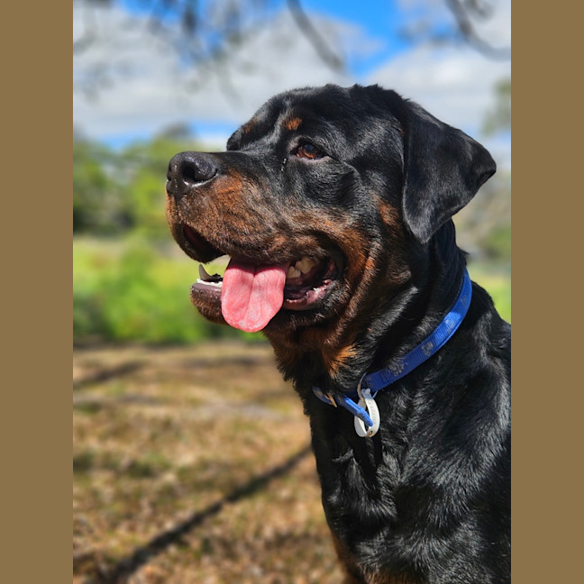 Photo of Bongo