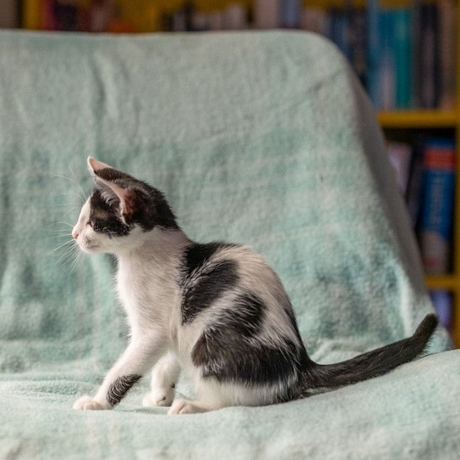 Photo of Finch