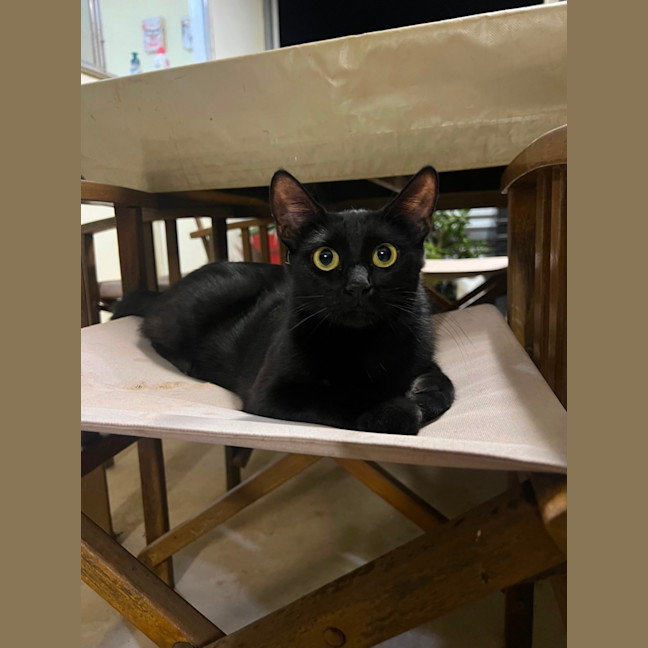 Photo of Clementine