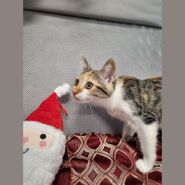 Photo of Willow