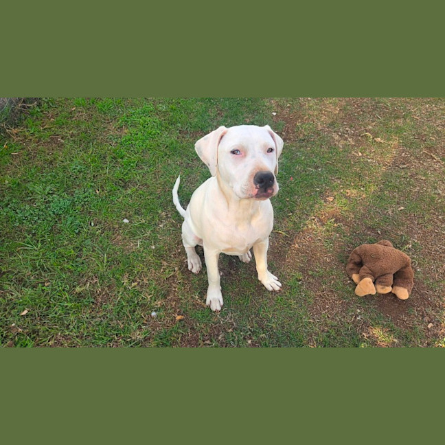 Photo of Snowball