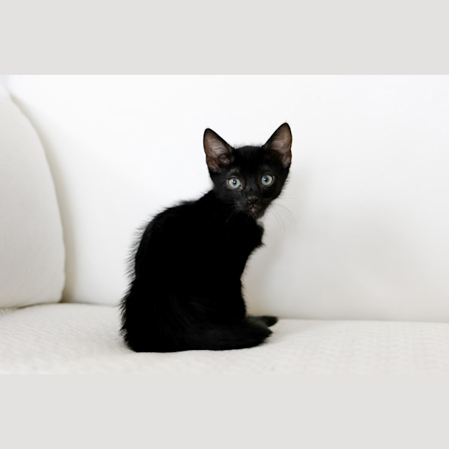 Photo of Bandit