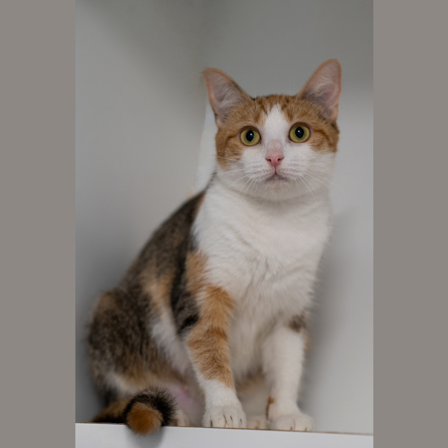 Photo of Domino