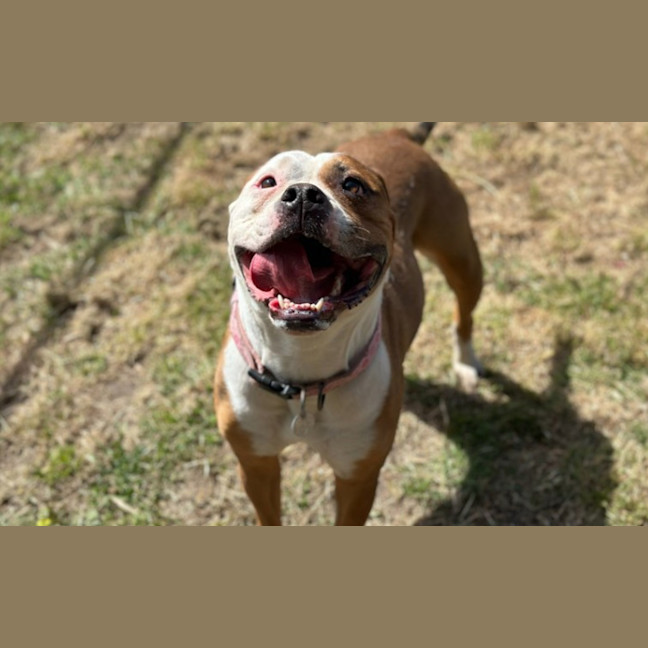 Photo of Simba