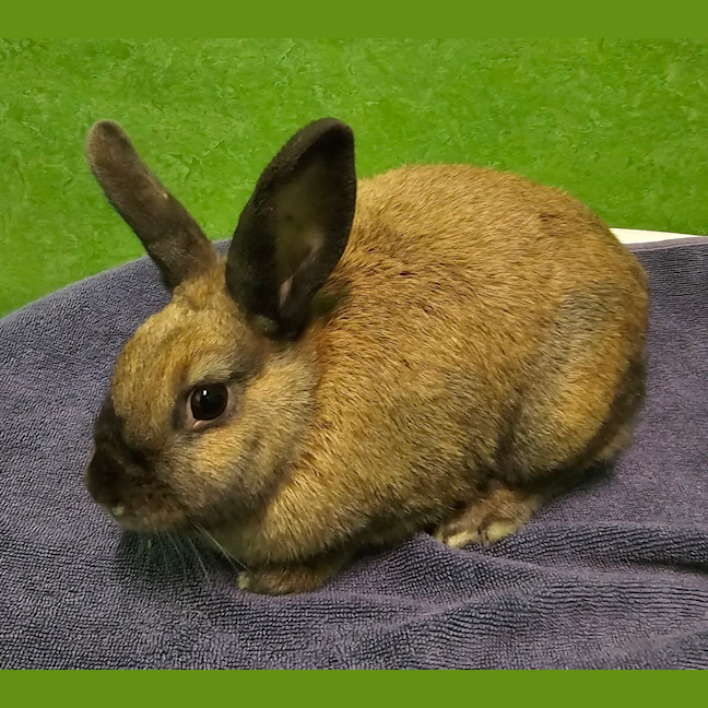 Photo of Ember (Bonded To Pepper)