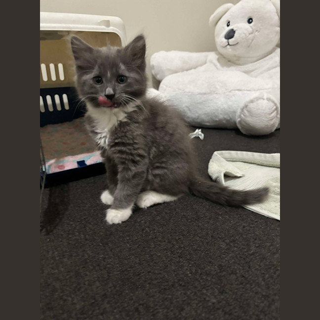 Photo of Savannah And Smokey