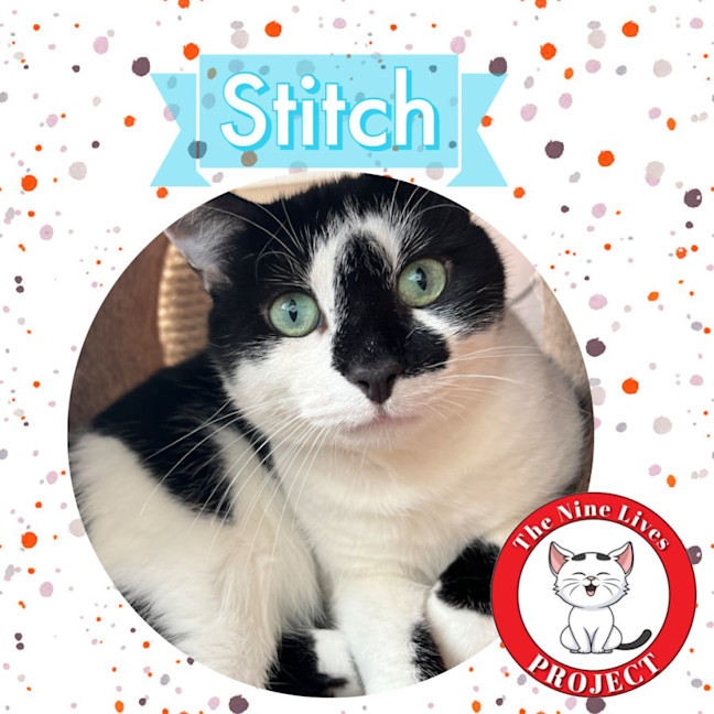 Photo of Stitch *9 Lives Project Rescue*