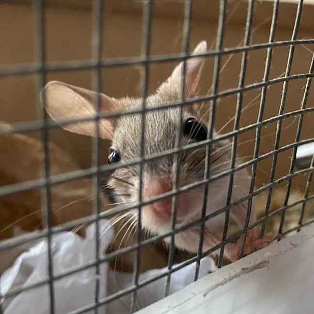 Photo of Myrtle, Protea & Ajuga