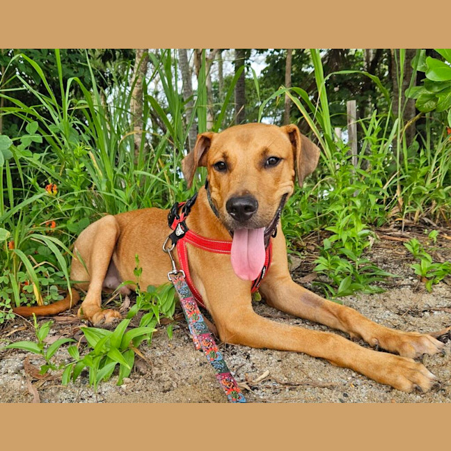 Photo of Chase