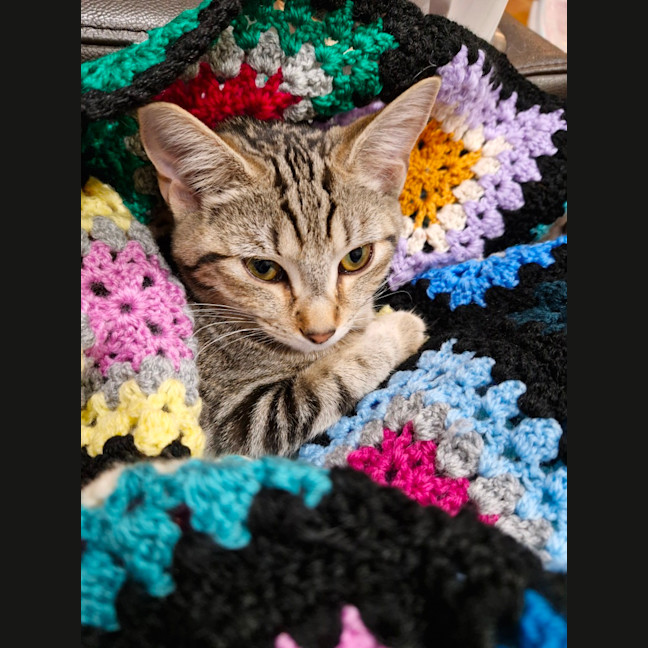 Photo of Sailor And Sari