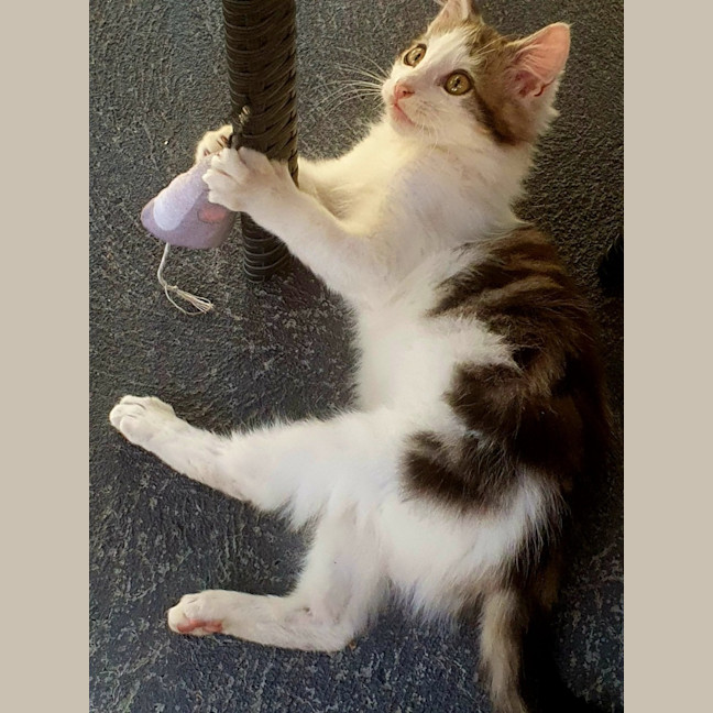 Photo of Biscuit
