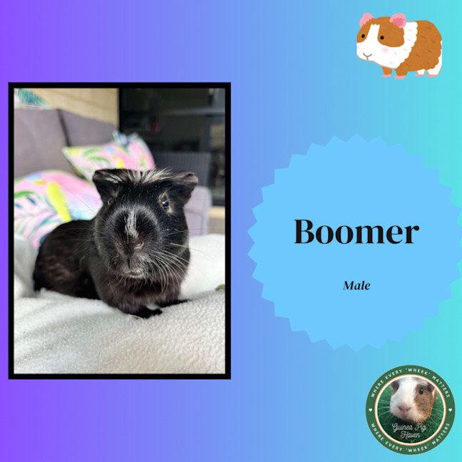 Photo of Boomer