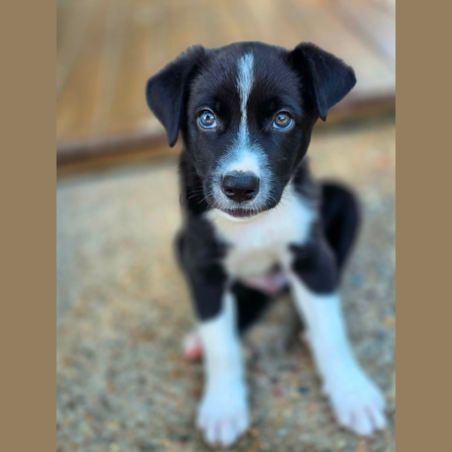 Photo of Asha