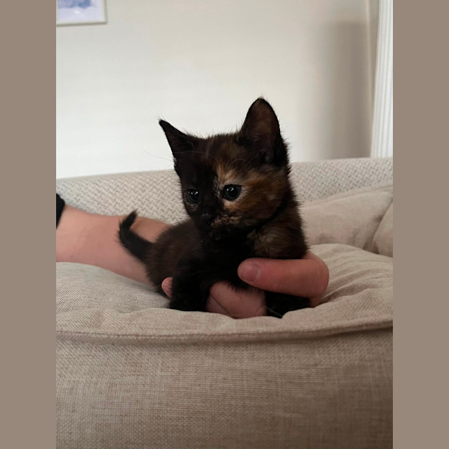 Photo of Evie