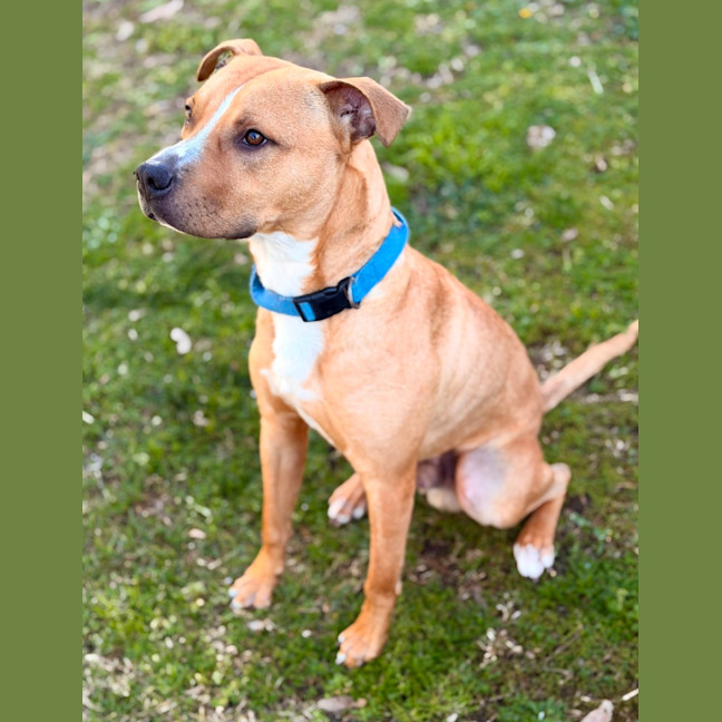 Photo of Bowser