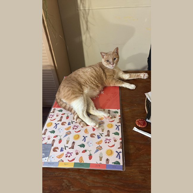 Photo of Max & Fudge   5 Year Old Domestic Short Hair