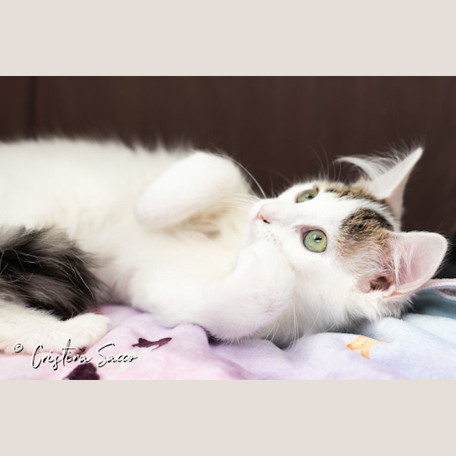Photo of Lily