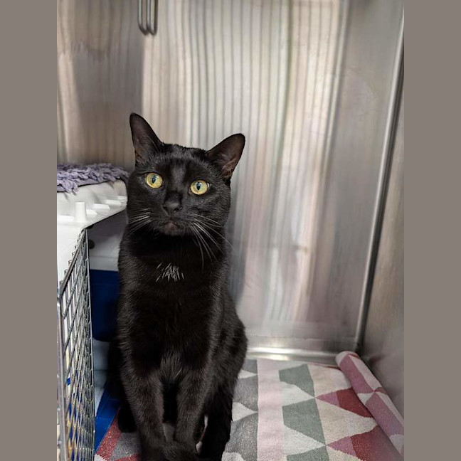 Photo of Salem