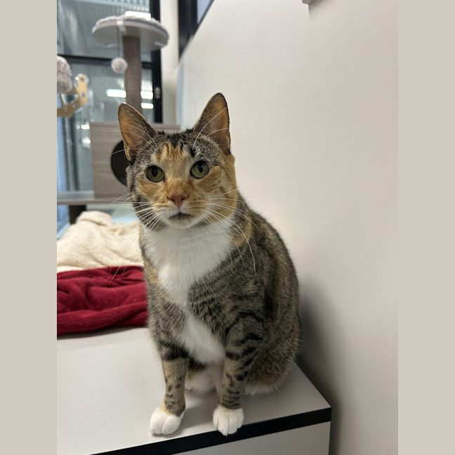 Photo of Cleopatra