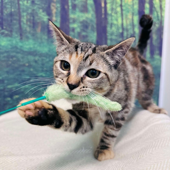 Photo of Pixie   Located In Meadow Heights