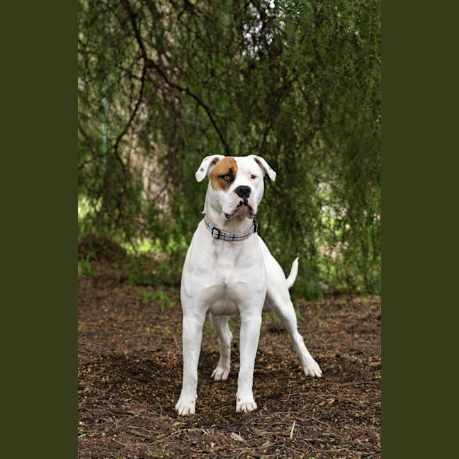 Photo of Bozer