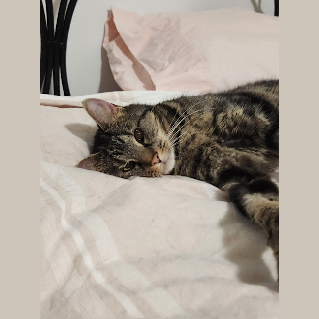 Photo of Dusty