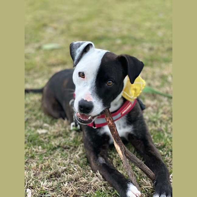 Photo of Rocky "Urgent Foster Carer Needed"