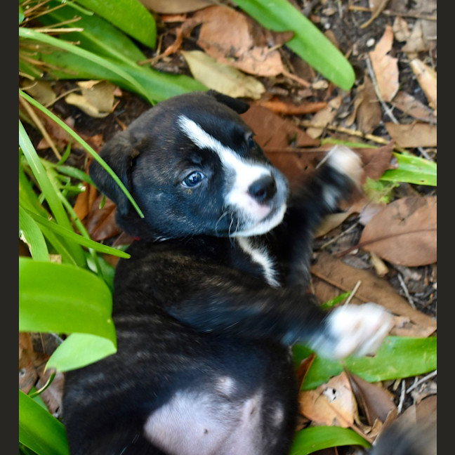 Photo of Samson