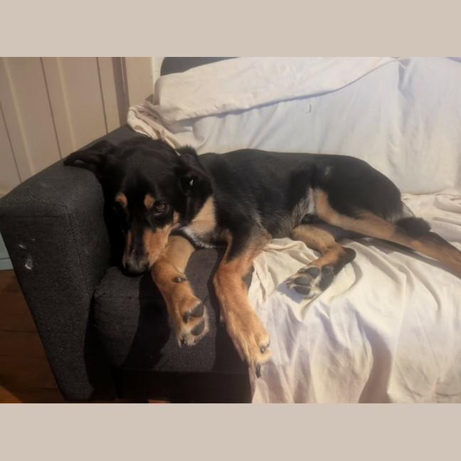 Photo of Trigger   7 Year Old Kelpie