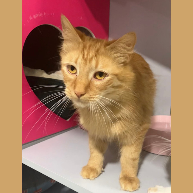 Photo of Aslan And Mr Squiggle