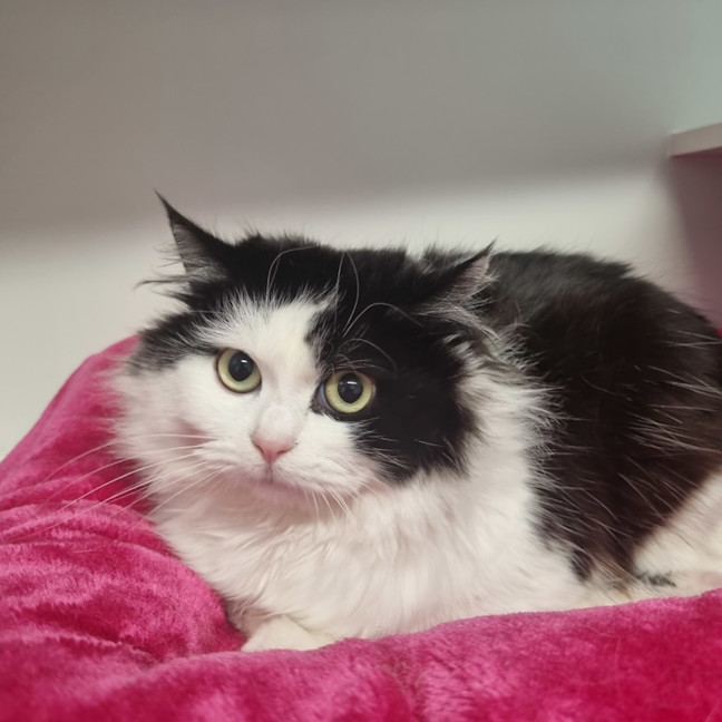 Photo of Popple