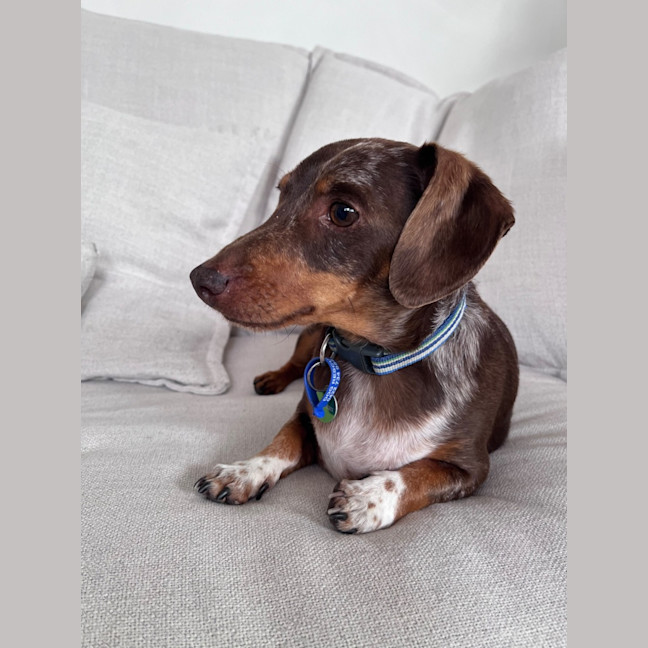 Photo of Ollie   5 Year Old Dachshund