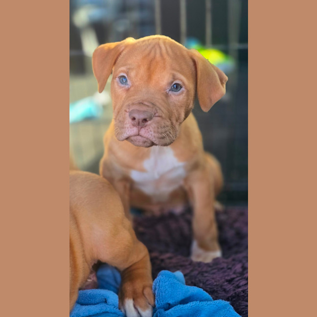 Photo of Bruce