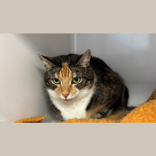 Photo of Kit Kat Sua013162 & Felix Sua013161