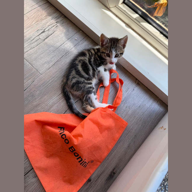 Photo of Herb Meet Me@Petstock Keysborough Store