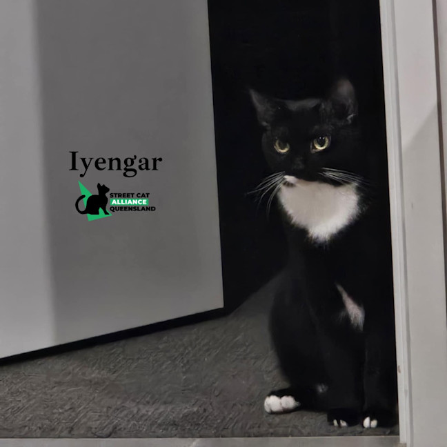 Photo of Iyengar