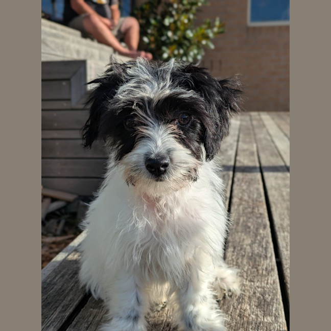 Photo of Sponge Cake