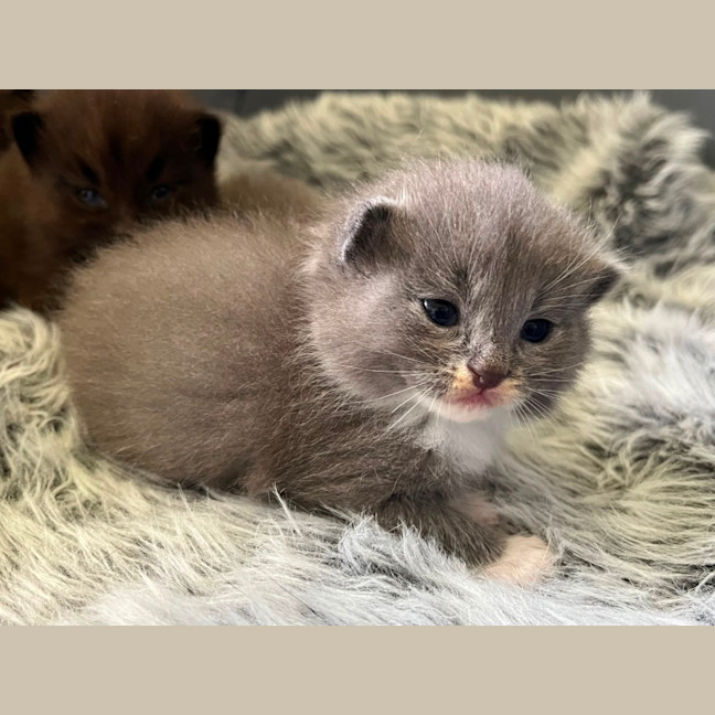 Photo of Razzle ** 2nd Chance Cat Rescue**