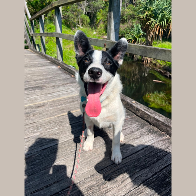 Photo of Clyde