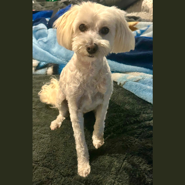 Photo of George 🐶🎾